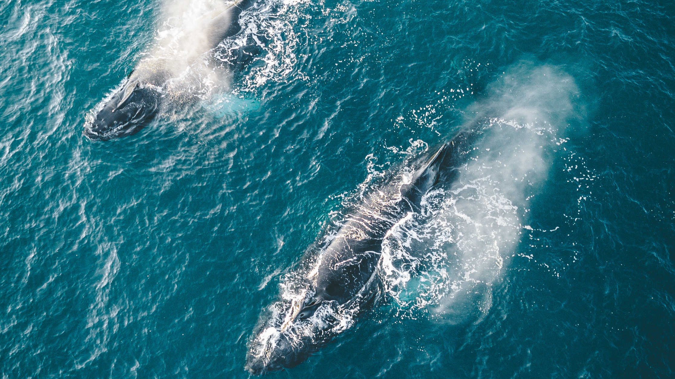 오키나와 2월 날씨, 옷차림, 준비물, 액티비티, 고래관찰