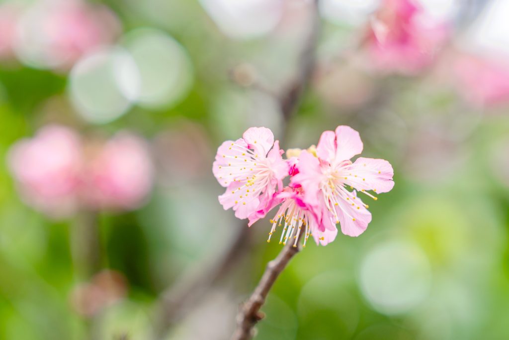 오키나와 2월 이벤트 벚꽃