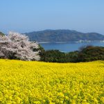 3월 후쿠오카 여행 총정리: 날씨·옷차림·벚꽃·렌터카까지 한번에