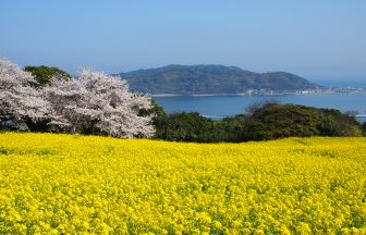 3월 후쿠오카 여행 총정리: 날씨·옷차림·벚꽃·렌터카까지 한번에